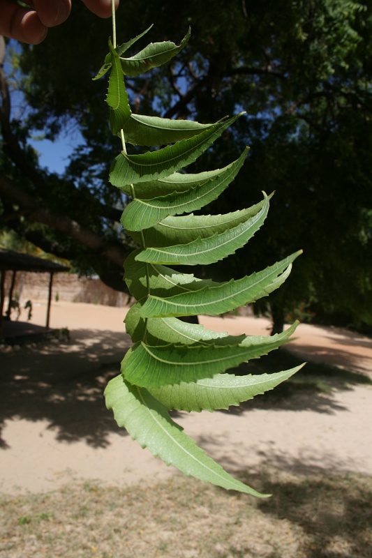 Azadirachta indica Azadirachta indica