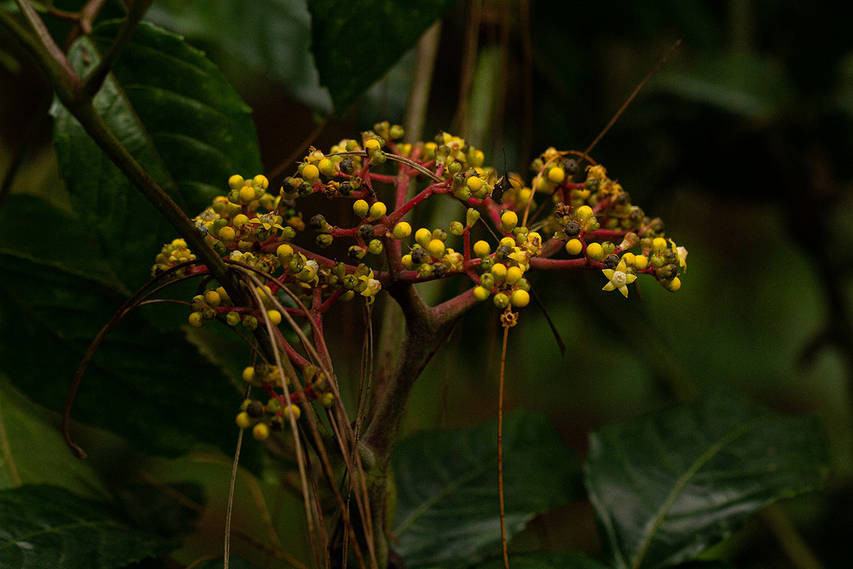 Leea guineensis Leea guineensis