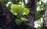 Platycerium elephantotis