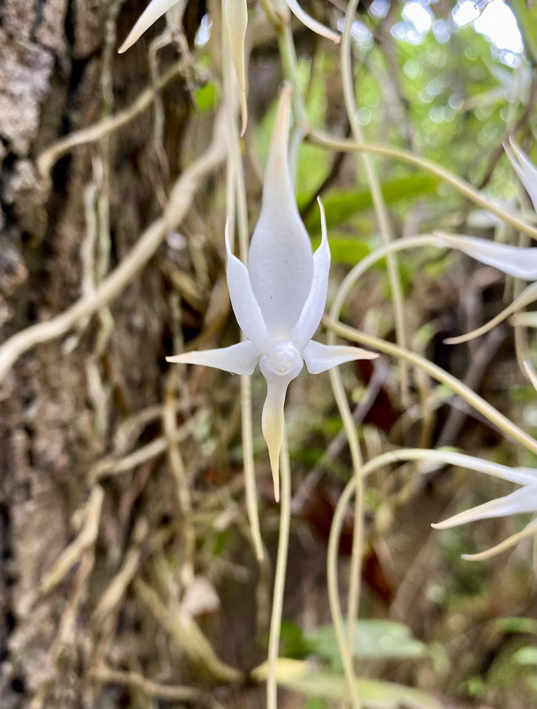 Aerangis brachycarpa Aerangis brachycarpa