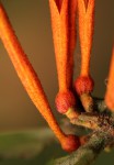 Phragmanthera usuiensis subsp. usuiensis