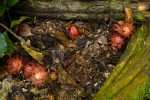 Thonningia sanguinea