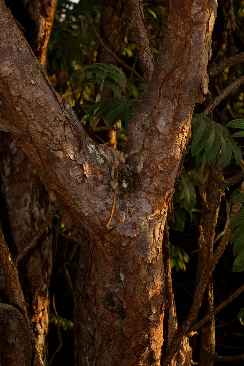Hagenia abyssinica Hagenia abyssinica