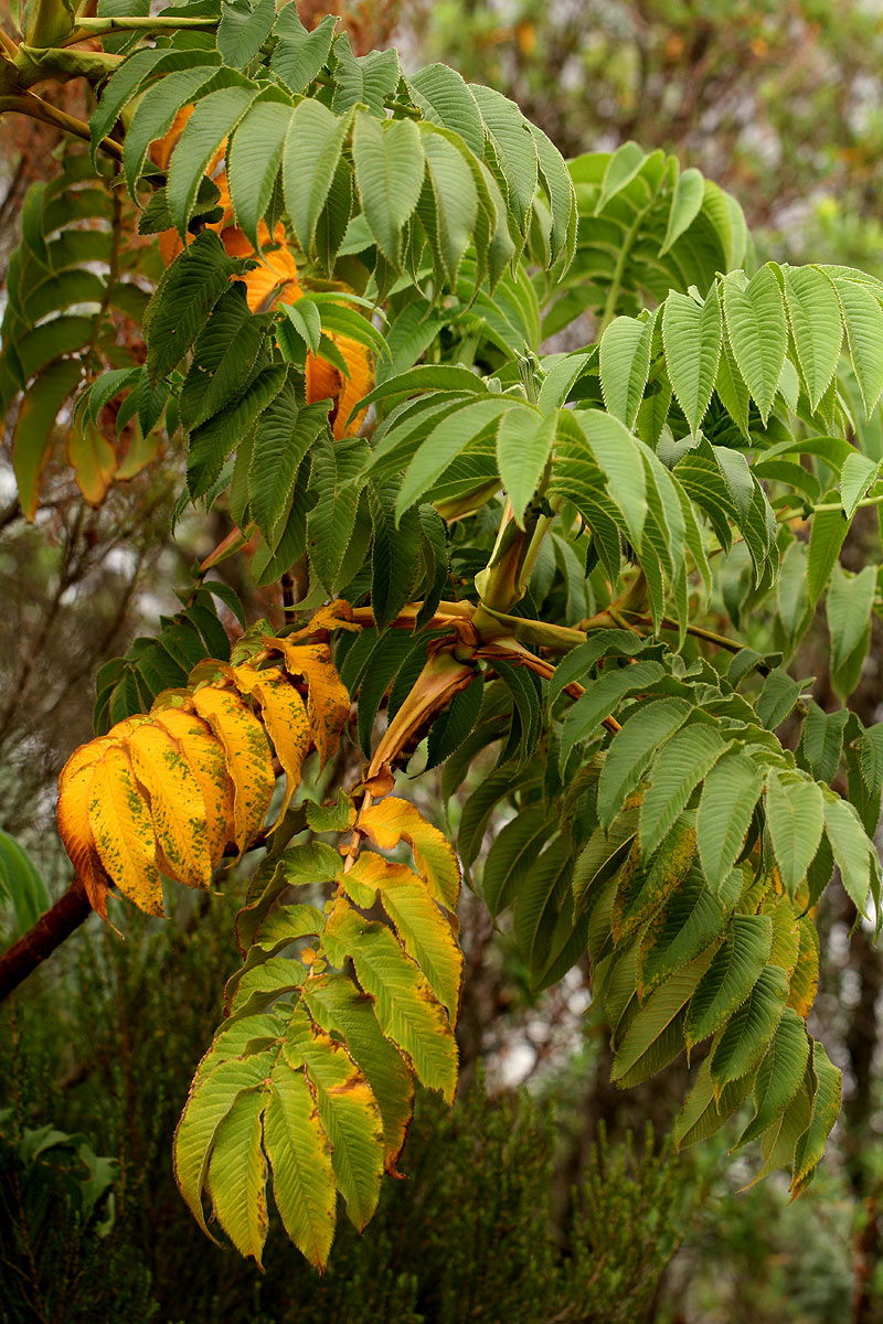 Hagenia abyssinica Hagenia abyssinica