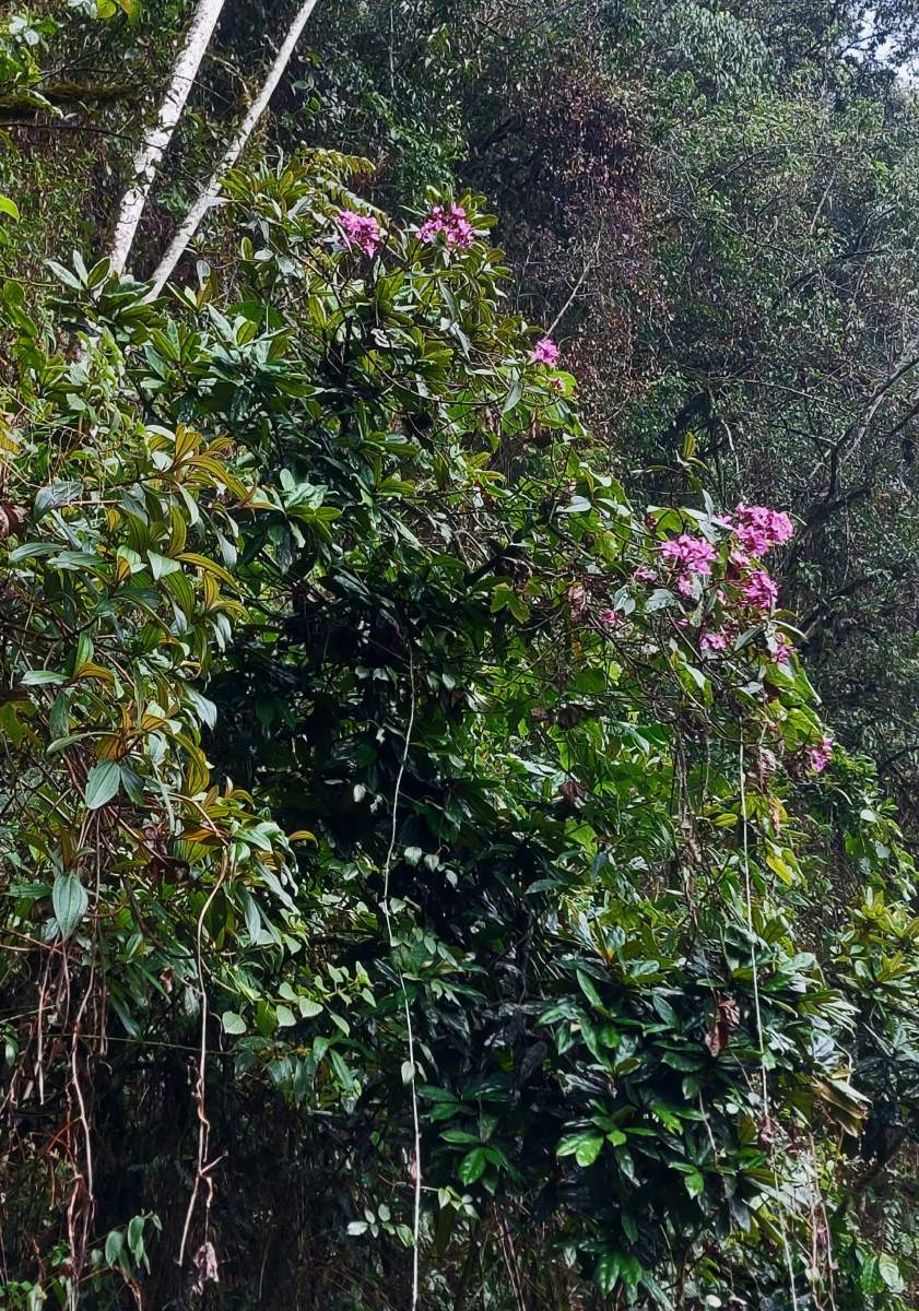 Dichaetanthera corymbosa