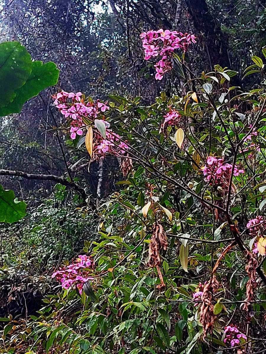Dichaetanthera corymbosa