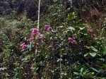 Dichaetanthera corymbosa
