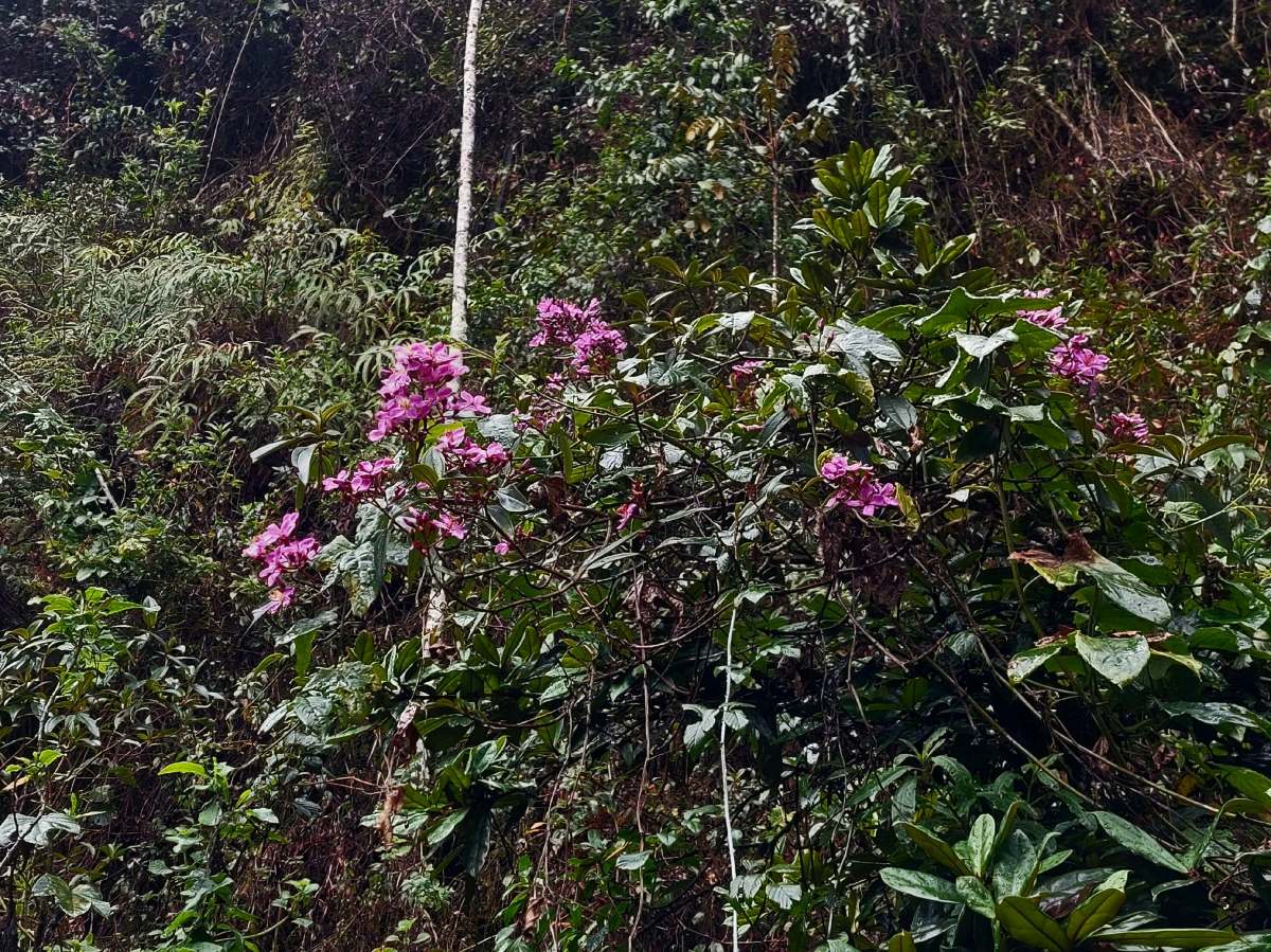 Dichaetanthera corymbosa