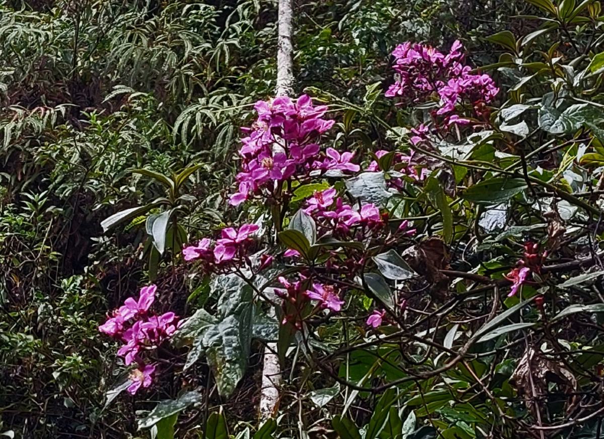 Dichaetanthera corymbosa Dichaetanthera corymbosa