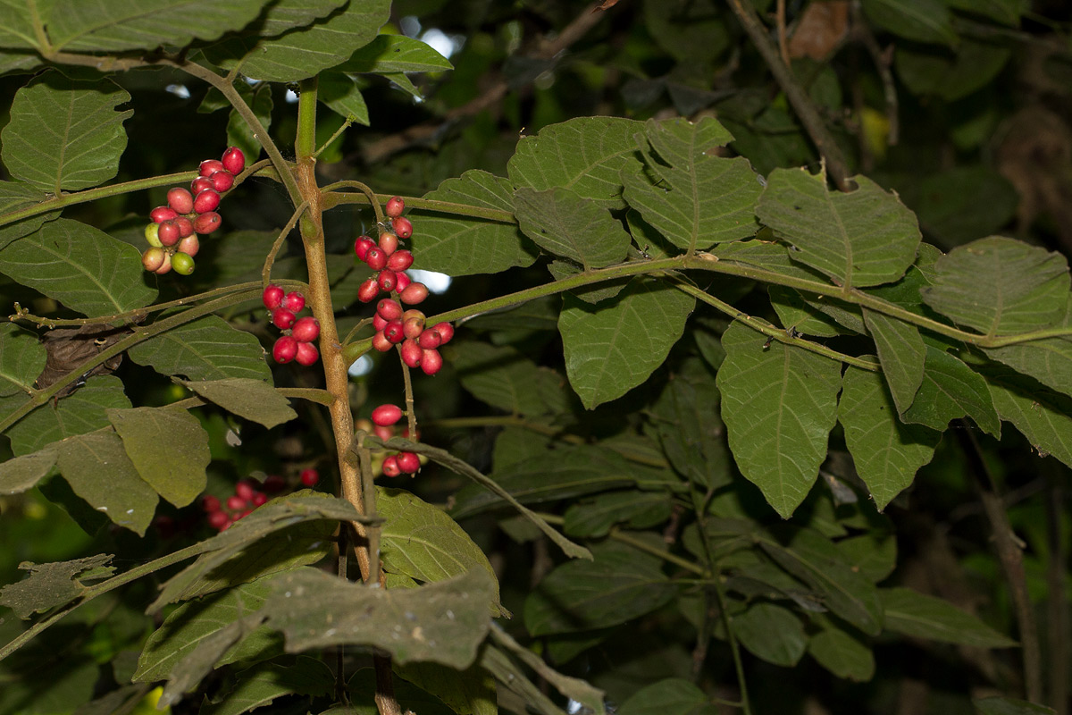 Brucea antidysenterica Brucea antidysenterica