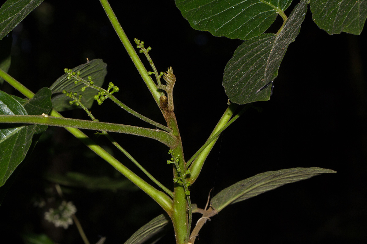Brucea antidysenterica Brucea antidysenterica