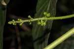 Brucea antidysenterica