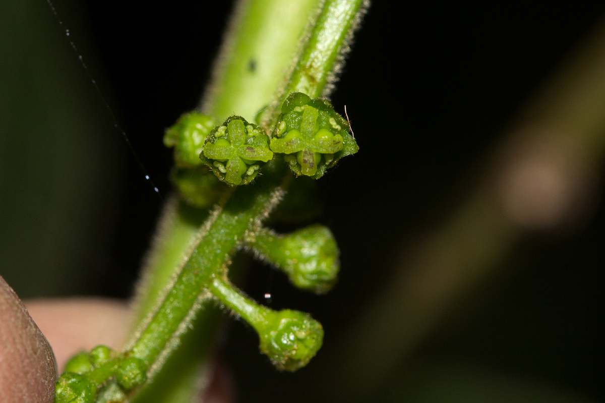 Brucea antidysenterica Brucea antidysenterica