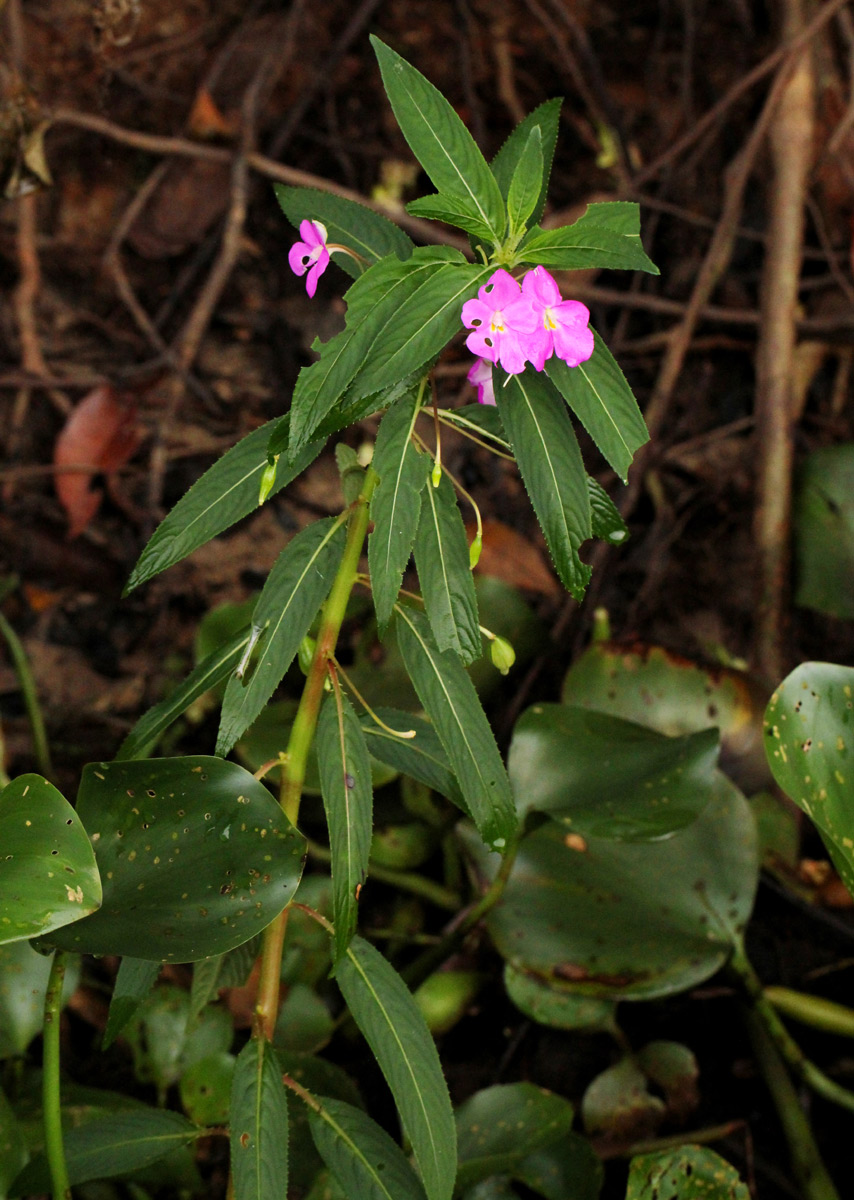 Impatiens irvingii Impatiens irvingii
