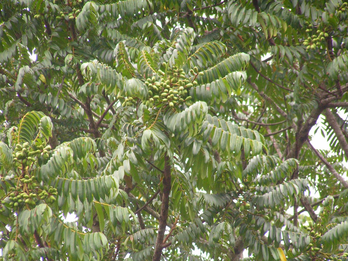 Canarium schweinfurthii Canarium schweinfurthii