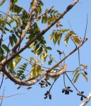 Canarium schweinfurthii
