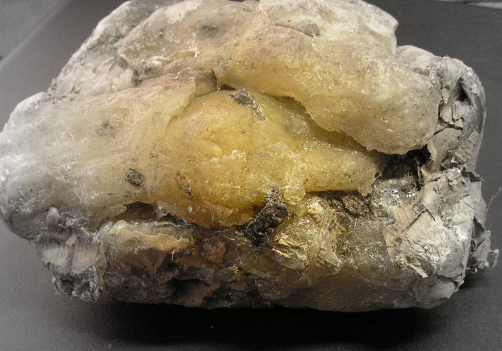 Canarium schweinfurthii Canarium schweinfurthii