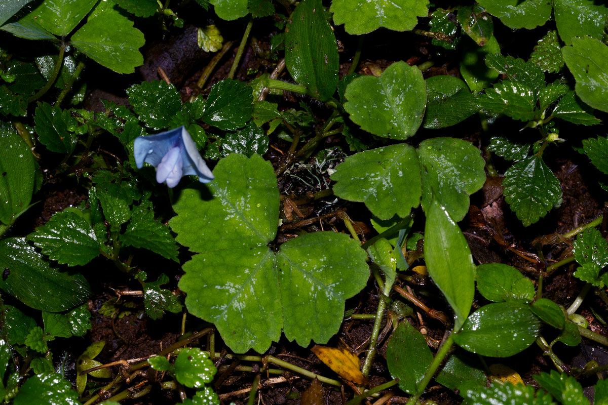 Parochetus africanus