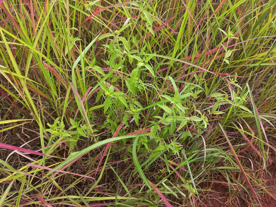 Aspilia ciliata Aspilia ciliata