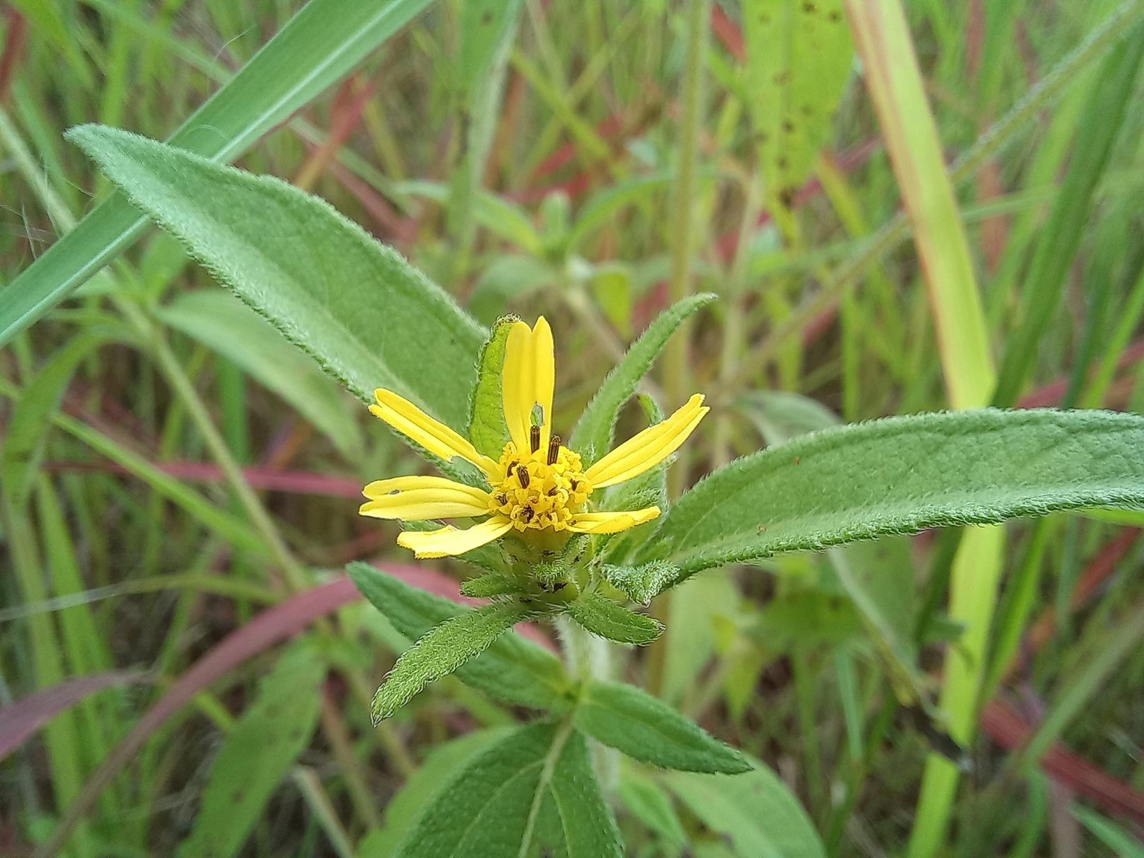 Aspilia ciliata
