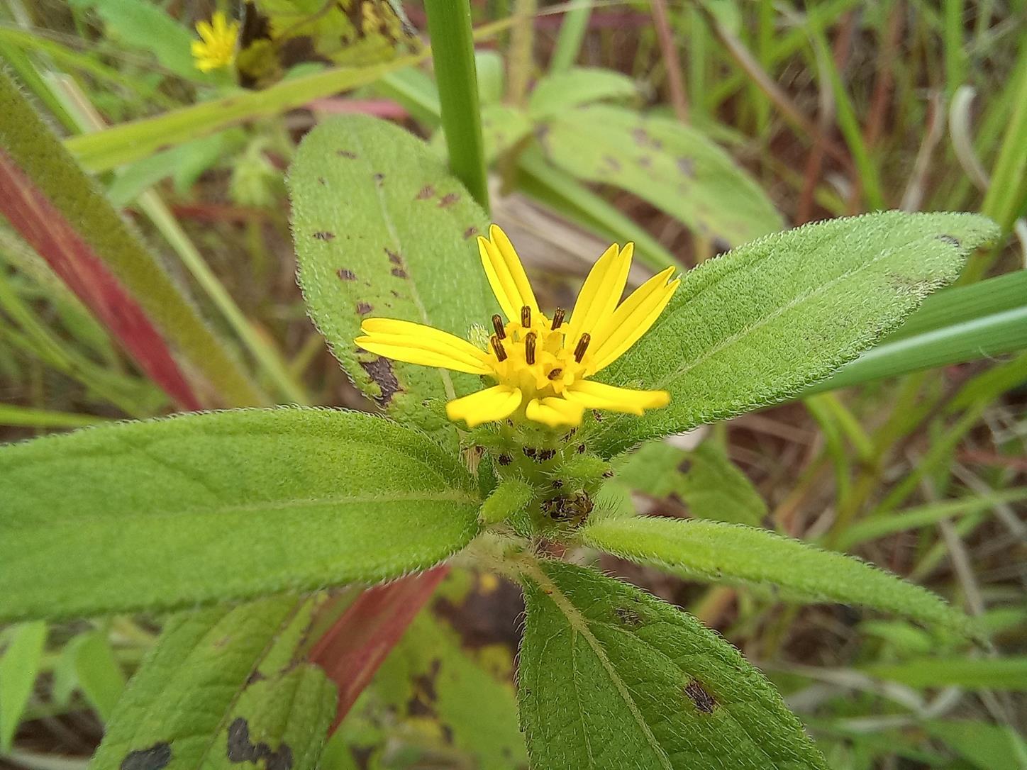Aspilia ciliata Aspilia ciliata