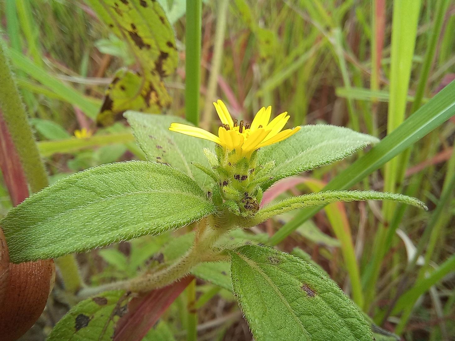 Aspilia ciliata Aspilia ciliata
