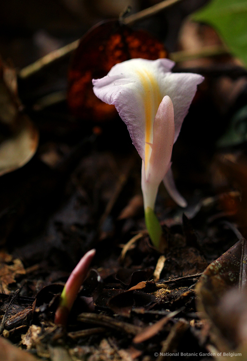 Aframomum alboviolaceum Aframomum alboviolaceum