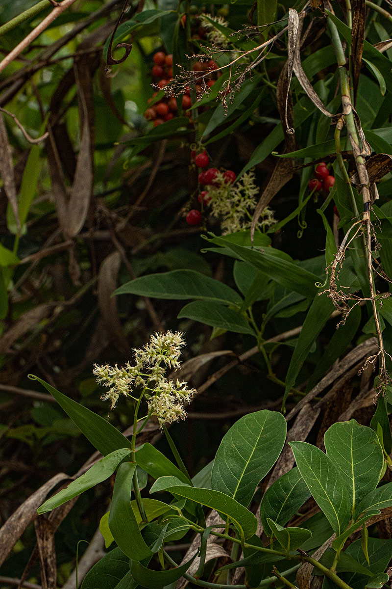 Flagellaria guineensis Flagellaria guineensis