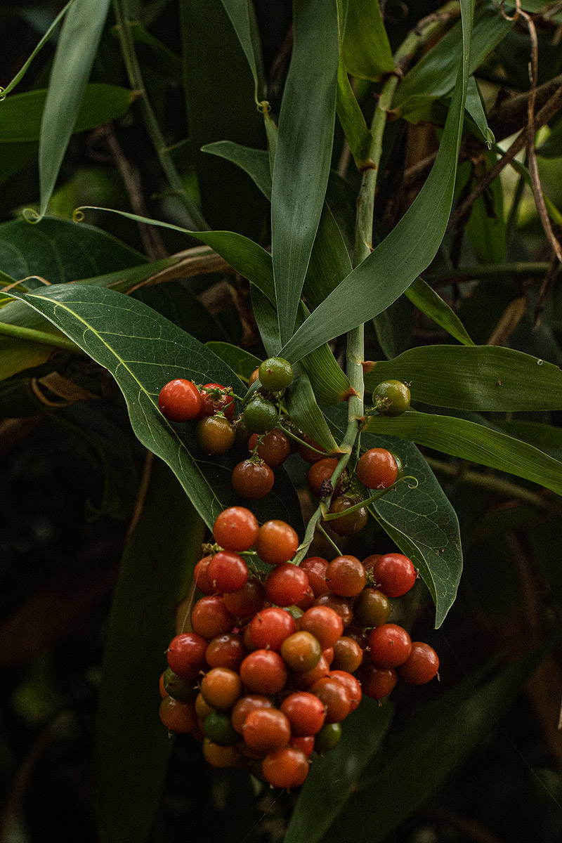Flagellaria guineensis Flagellaria guineensis
