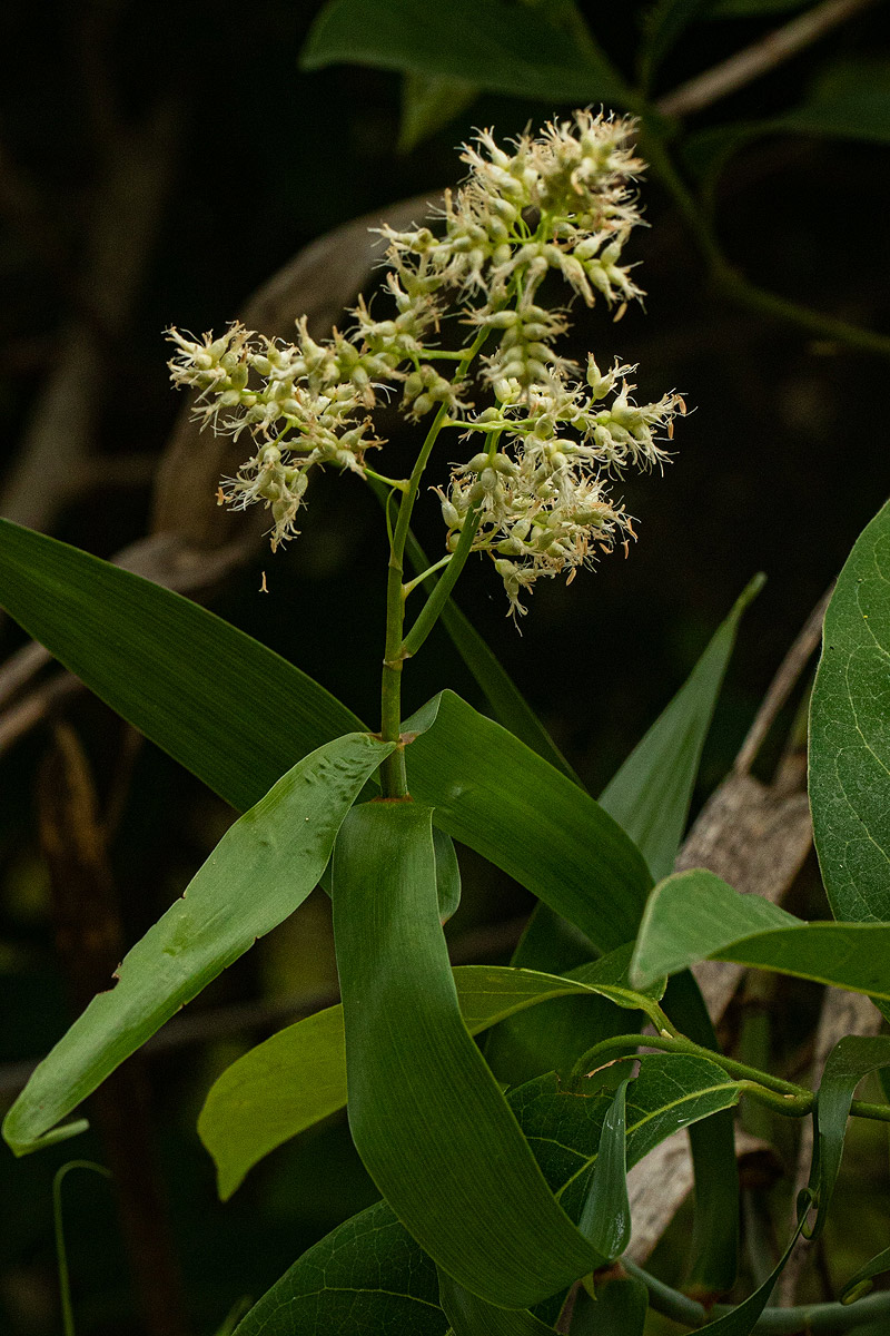 Flagellaria guineensis Flagellaria guineensis