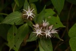 Virectaria major subsp. major