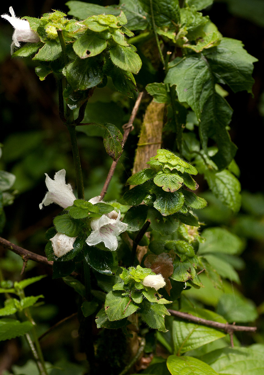 Acanthopale confertiflora Acanthopale confertiflora