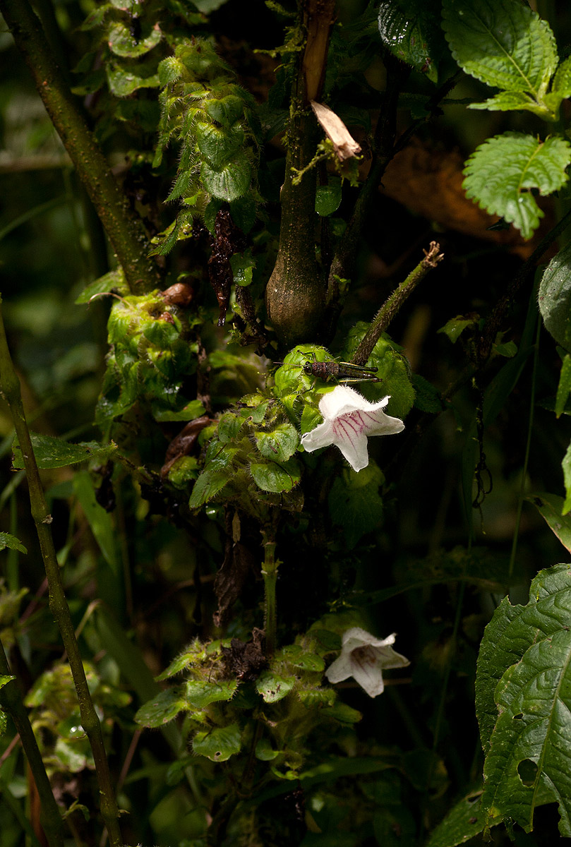 Acanthopale confertiflora Acanthopale confertiflora