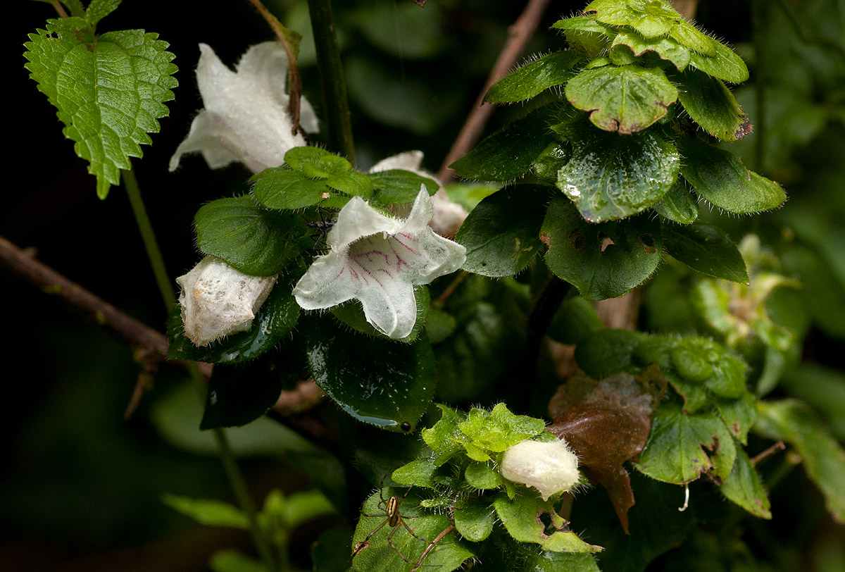 Acanthopale confertiflora Acanthopale confertiflora