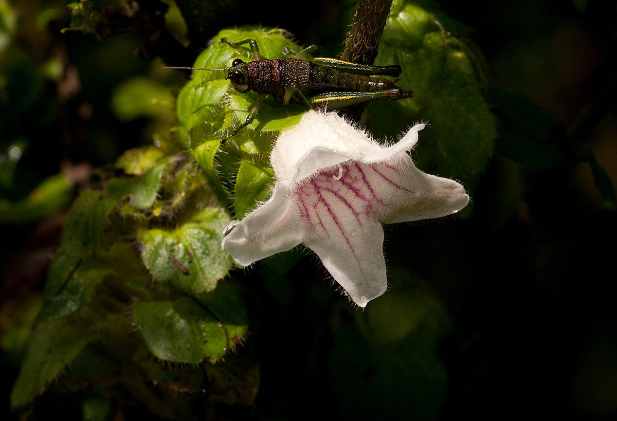 Acanthopale confertiflora Acanthopale confertiflora