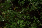 Acanthopale confertiflora