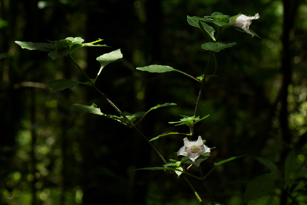 Acanthopale confertiflora Acanthopale confertiflora