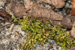 Utricularia striatula