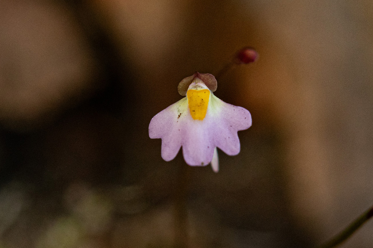 Utricularia striatula Utricularia striatula