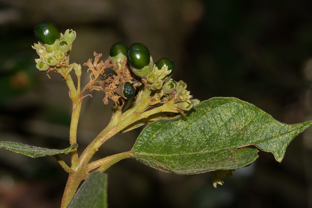 Clerodendrum johnstonii var. johnstonii Clerodendrum johnstonii var. johnstonii