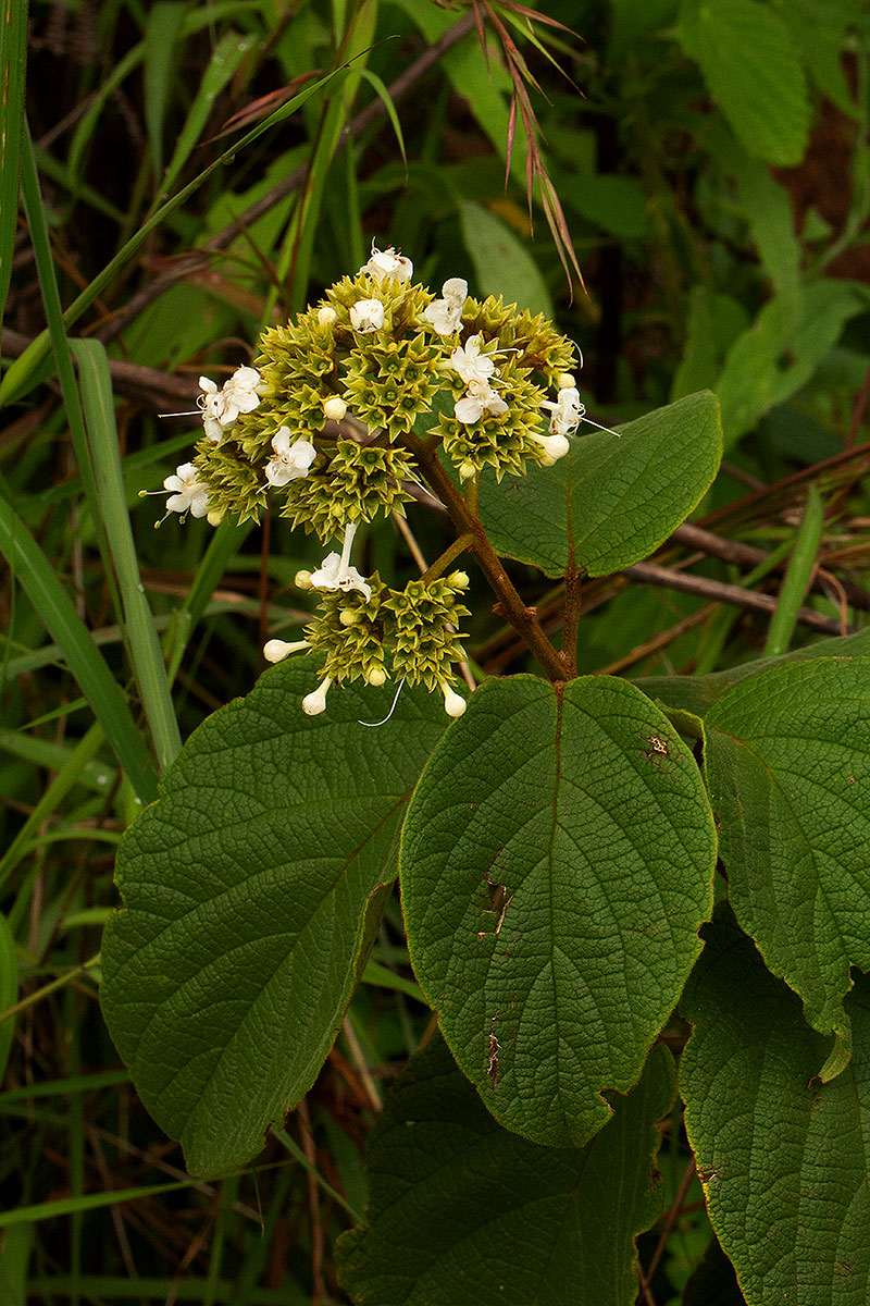 Clerodendrum johnstonii var. johnstonii Clerodendrum johnstonii var. johnstonii
