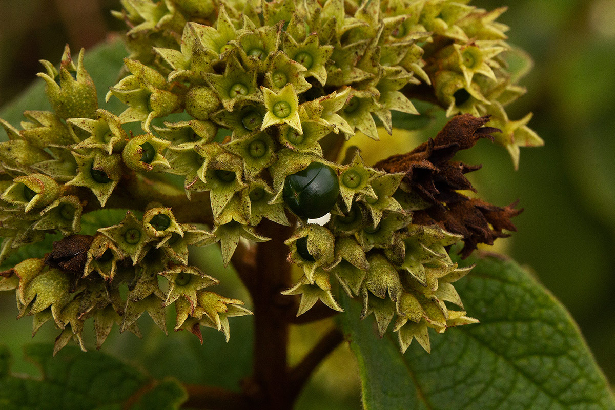 Clerodendrum johnstonii var. johnstonii Clerodendrum johnstonii var. johnstonii