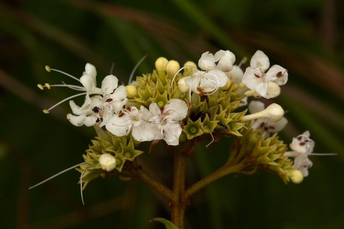 Clerodendrum johnstonii var. johnstonii Clerodendrum johnstonii var. johnstonii