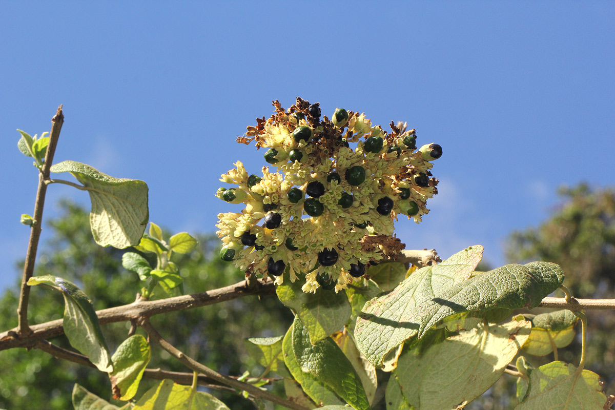 Clerodendrum johnstonii var. johnstonii Clerodendrum johnstonii var. johnstonii