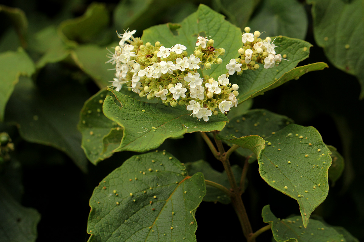Clerodendrum johnstonii var. johnstonii Clerodendrum johnstonii var. johnstonii