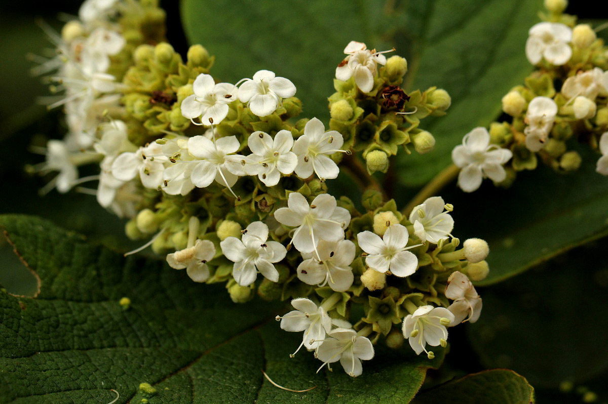 Clerodendrum johnstonii var. johnstonii Clerodendrum johnstonii var. johnstonii
