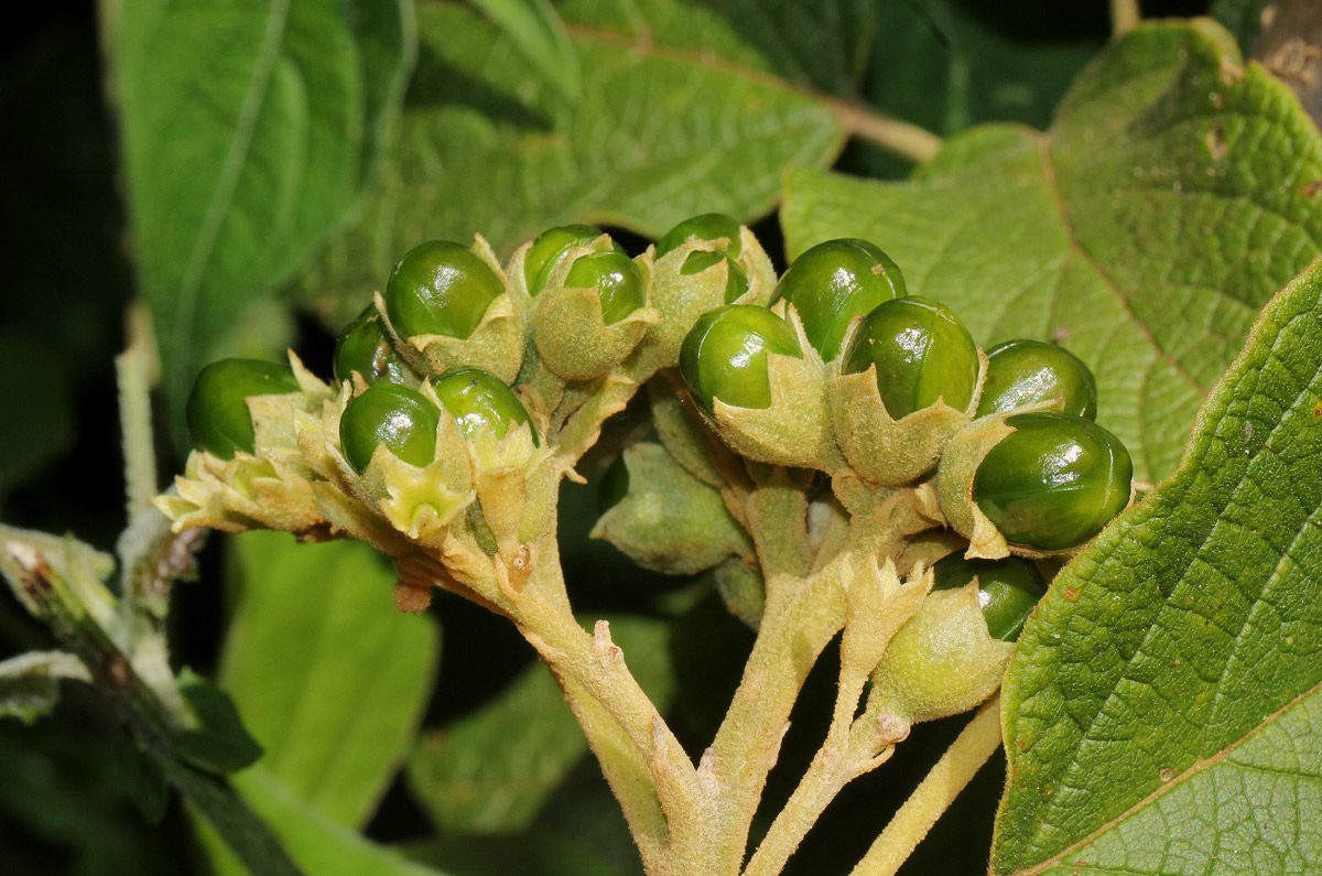 Clerodendrum johnstonii var. johnstonii Clerodendrum johnstonii var. johnstonii