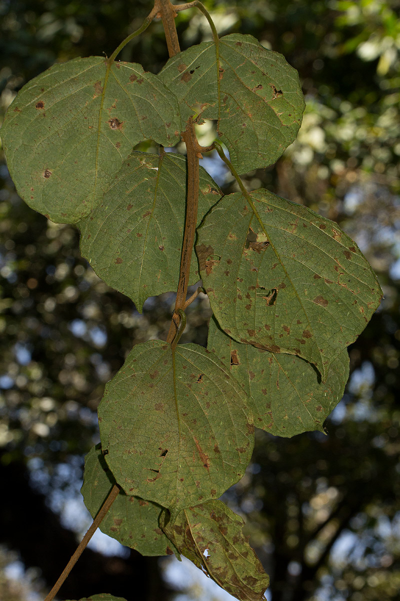 Clerodendrum johnstonii var. johnstonii Clerodendrum johnstonii var. johnstonii