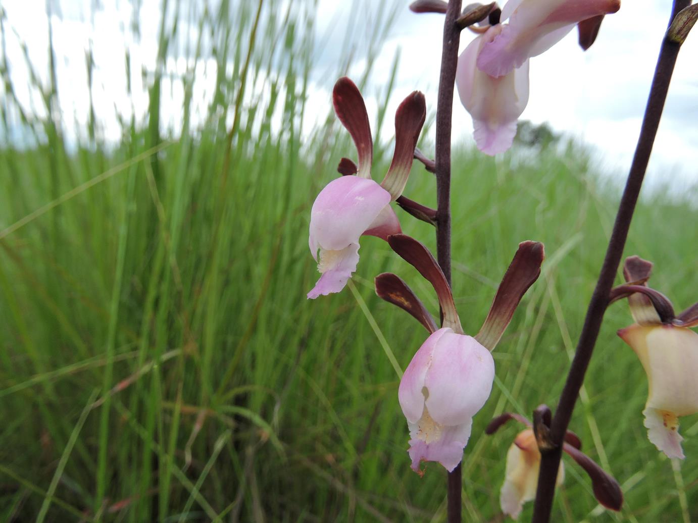 Eulophia caricifolia Eulophia caricifolia
