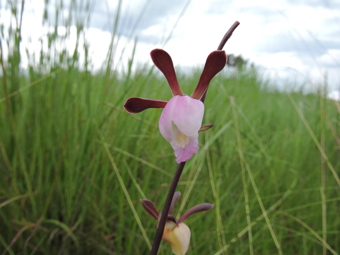 Eulophia caricifolia Eulophia caricifolia